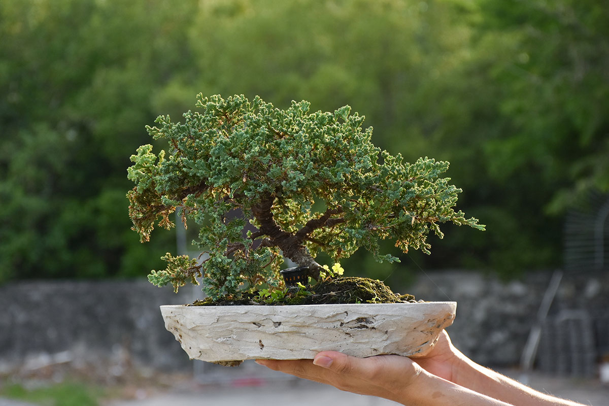 japanese-juniper-bonsai-tree-on-hand-background-i-2022-11-14-10-03-48-utc-copy.jpg