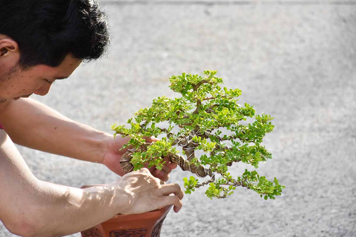 making-of-bonsai-trees-handmade-accessories-wire-2022-11-14-10-00-38-utc-copy.jpg